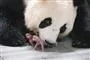 En panda med de to meget små unger, som ikke har pels endnu