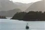 skov