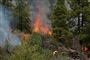 Brand og røg i en skov