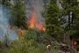 Brand og røg i en skov