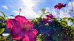 blomster i solskin