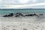 grindehvaler på strand