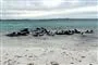 grindehvaler på strand
