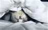 En kat under en dyne