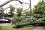 væltede træer