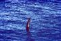 Loch Ness Uhyret