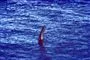 Loch Ness Uhyret