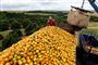 Billedet her er fra en brasiliansk appelsinplantage og er taget tilbage i 2012, da appelsinmarkedet var langt mindre presset end i dag. (Arkivfoto).