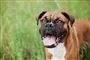 en hund ser gal ud