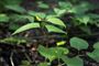 plante
