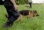 hundepatrulje i søgning
