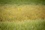 kornmark