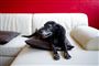 En hund i en sofa