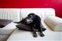 En hund i en sofa