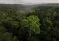 Luftfoto af Amazonas