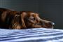 hund ligger og ser trist ud