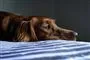 hund ligger og ser trist ud