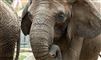 elefant