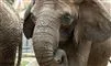 elefant