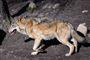 en ulv