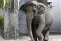 elefant