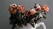 en buket visne blomster