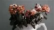 en buket visne blomster