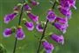 blomster