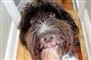 hund