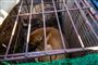 Vrede hundeavlere medbragte hunde i bure, da de sidste år demonstrerede mod det forbud mod at spise hunde, som nu er vedtaget i Sydkorea.