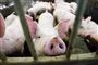 Slagteri finder kilden til salmonella-epidemi