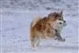 en hund leger