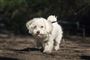 en hund