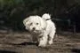 en hund
