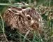 harekilling