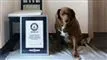 En hund ved siden af et certifikat.