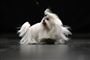 en lille hund