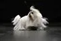en lille hund