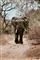 En stor afrikansk elefant
