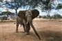 elefant med udslåede ører