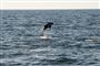 en delfin spinger op af vandet