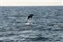 en delfin spinger op af vandet