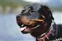 en rottweiler