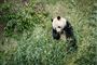 Panda spiser bambus
