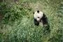 Panda spiser bambus