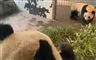 pandaer i zoo