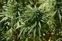 cannabisplanter på en mark