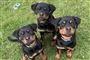 tre hundehvalpe