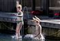 to piger hopper ibassin