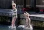 to piger hopper ibassin